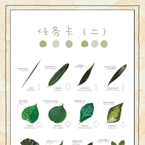 发芽树叶子发黄的处理方法是什么？