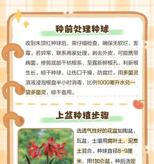 陶盆为何不宜种植朱顶红？