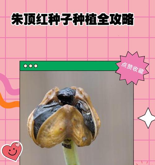 陶盆为何不宜种植朱顶红？