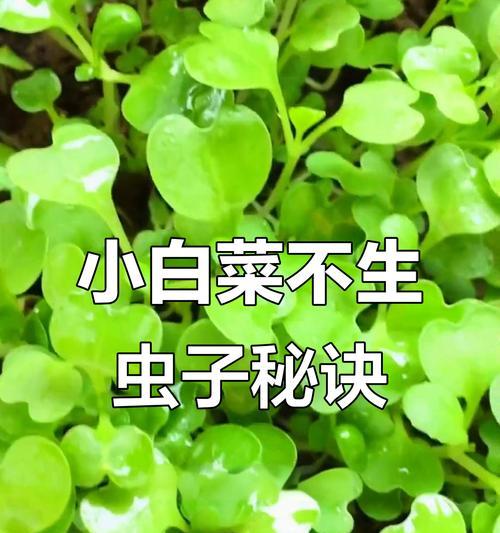 白菜叶子发黄如何驱虫？有效防治方法有哪些？
