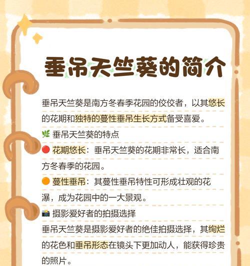 垂吊天竺葵开花稀疏？如何调整使其更紧凑？