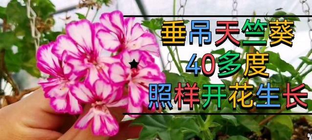 垂吊天竺葵开花稀疏？如何调整使其更紧凑？