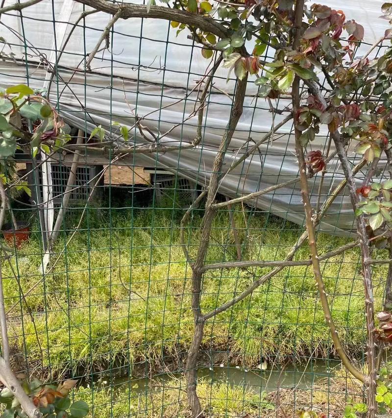 铁线莲蒙大拿如何开花？
