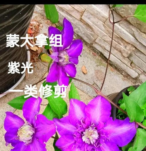 铁线莲蒙大拿如何开花？