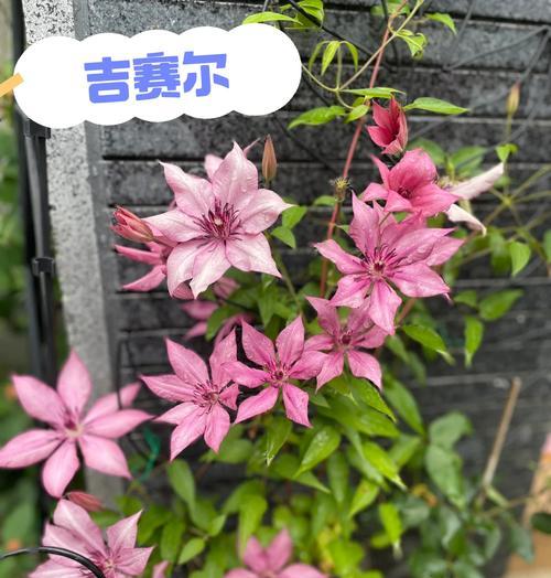 铁线莲蒙大拿如何开花？