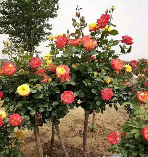 树桩月季苗的种植方法是什么？