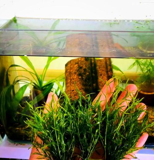 哪些水生植物是无根的？它们如何生长？