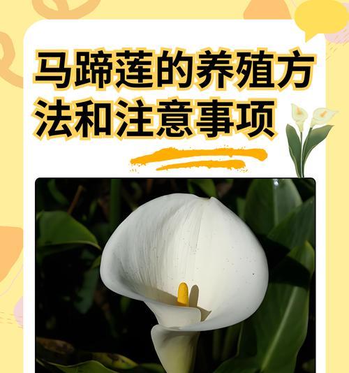 哪些水生植物是无根的？它们如何生长？