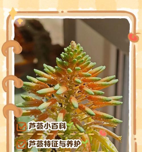 榆林地区野生花卉有哪些？特点和生长环境是什么？