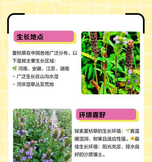 榆林地区野生花卉有哪些？特点和生长环境是什么？