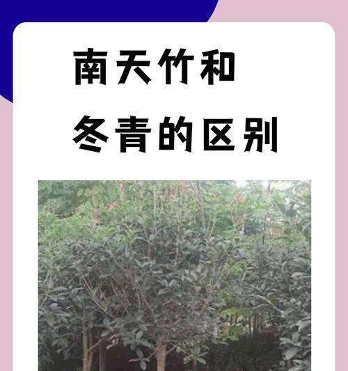 榆林地区野生花卉有哪些？特点和生长环境是什么？