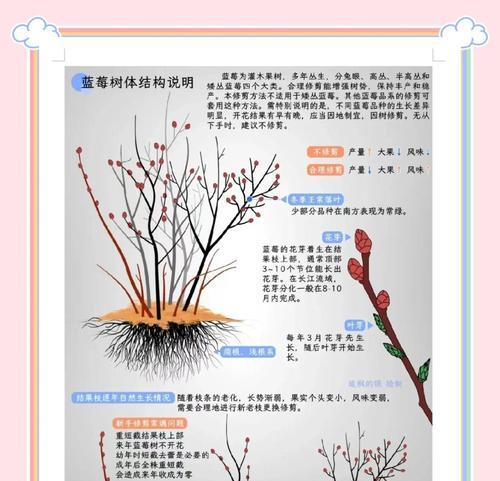 春树莓栽培的关键技术要点是什么？