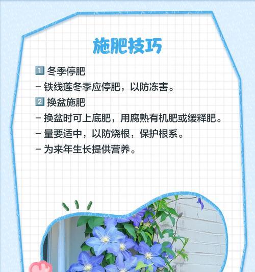 铁线莲大苗换盆牵引的最佳方法是什么？