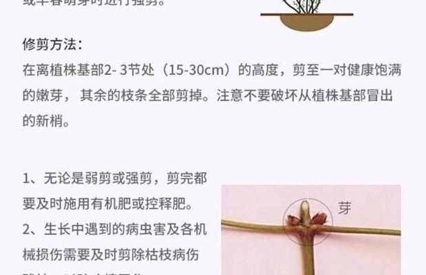铁线莲大苗换盆牵引的最佳方法是什么？