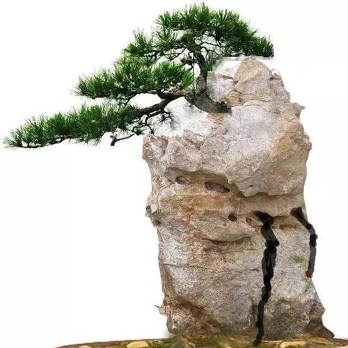 小盆景石如何搭配更和谐？有哪些搭配技巧？