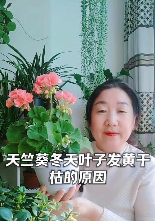 天竺葵干边是什么原因造成的？