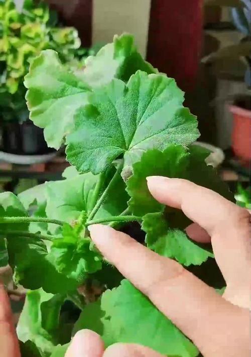 天竺葵干边是什么原因造成的？