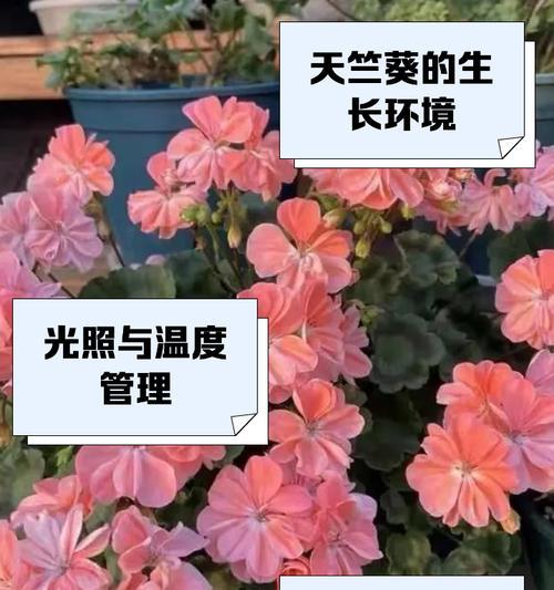 天竺葵干边是什么原因造成的？