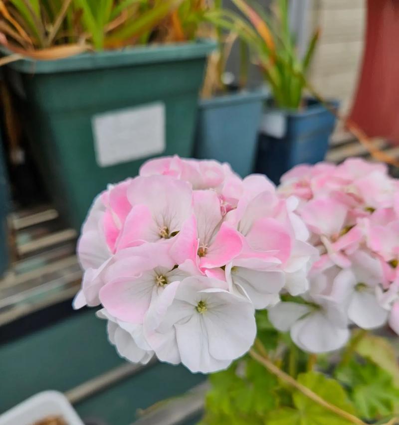 天竺葵苹果花渐变色如何培育？