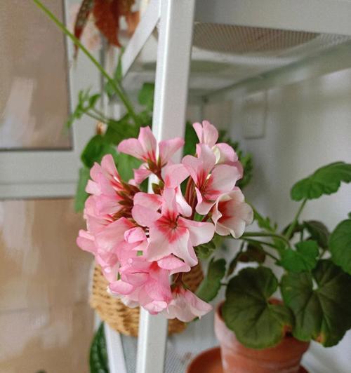 天竺葵苹果花渐变色如何培育？