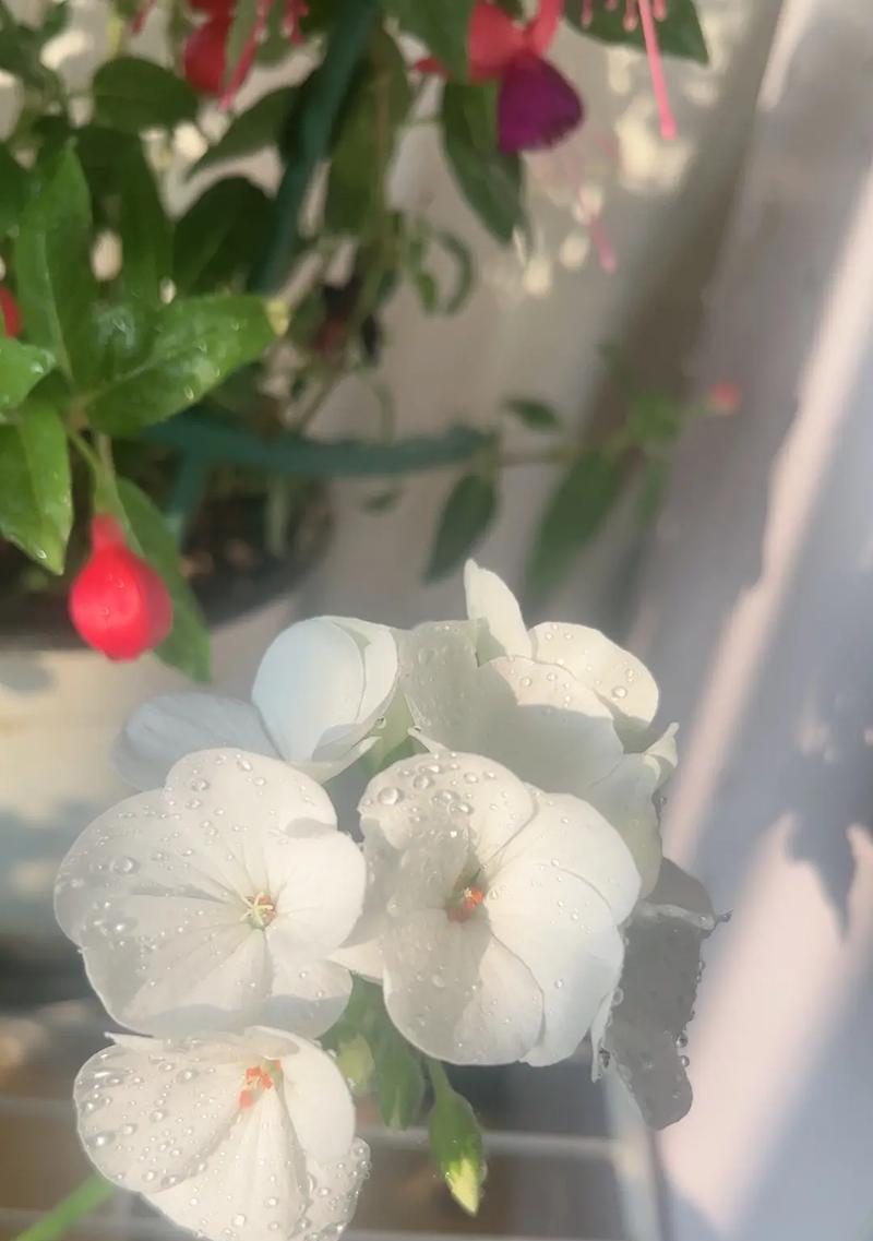 天竺葵苹果花渐变色如何培育？