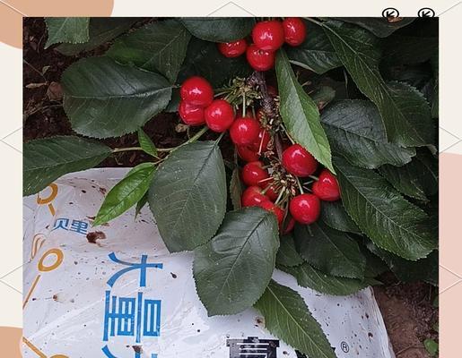 樱桃丰产栽培的关键技术是什么？