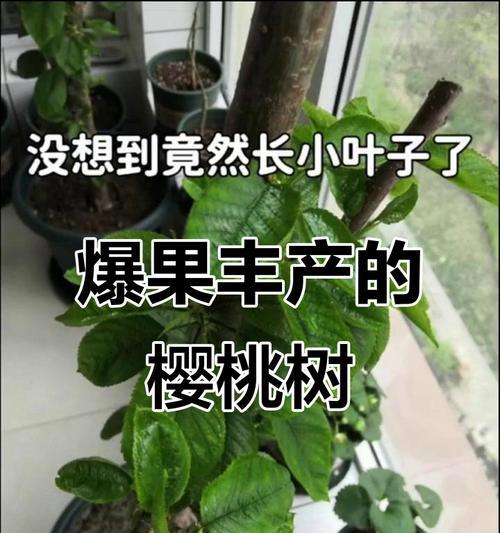 樱桃丰产栽培的关键技术是什么？