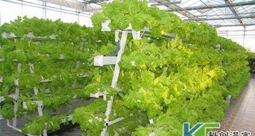 万麦1号栽培的关键技术要点是什么？