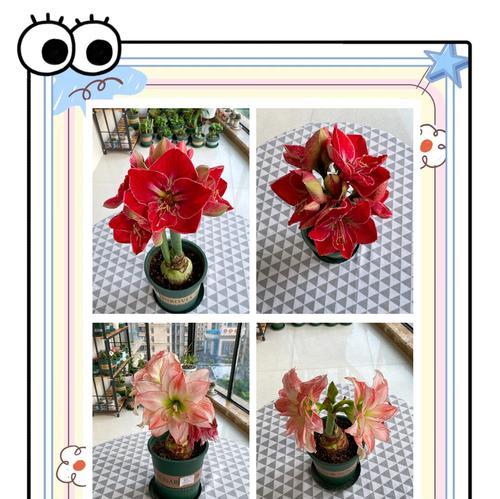 广东种植朱顶红的常见问题及解决方法？