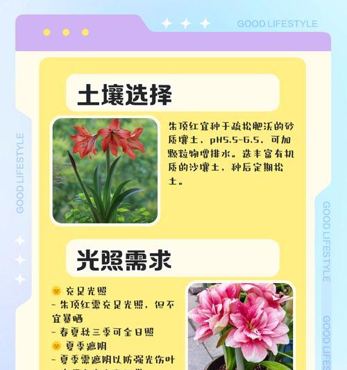 广东种植朱顶红的常见问题及解决方法？