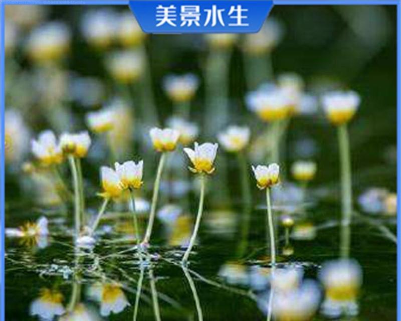 三明沉水水生植物的种类有哪些？