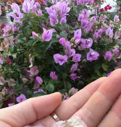 三角梅黄土袋苗的种植方法是什么？