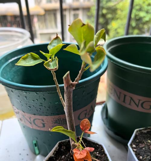 三角梅黄土袋苗的种植方法是什么？