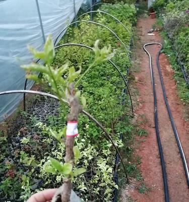 三角梅黄土袋苗的种植方法是什么？