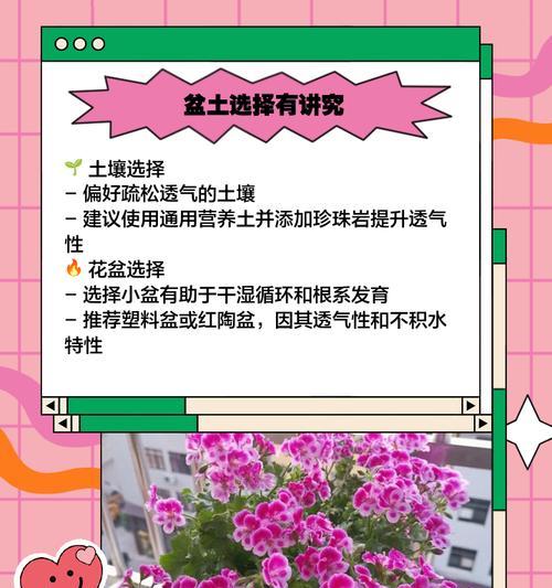 如何养护一棵天竺葵？