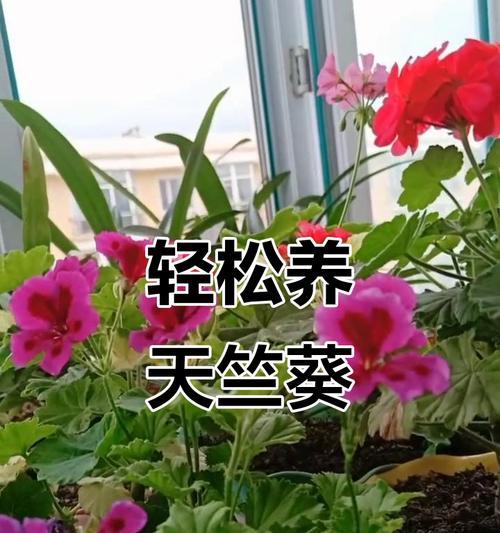 如何养护一棵天竺葵？