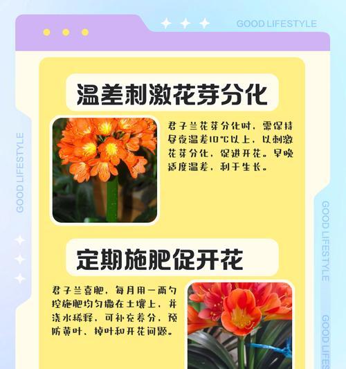 君子兰多头繁殖方法是什么？步骤和技巧有哪些？
