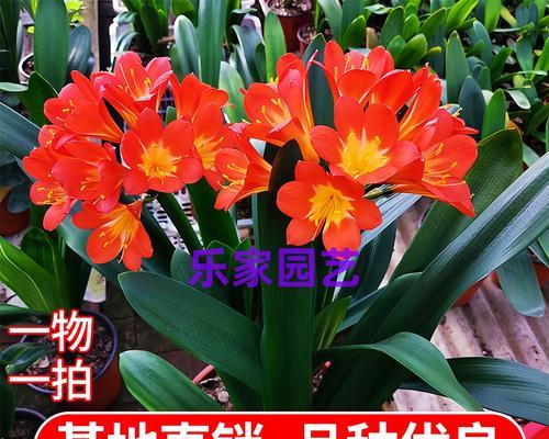 君子兰多头繁殖方法是什么？步骤和技巧有哪些？