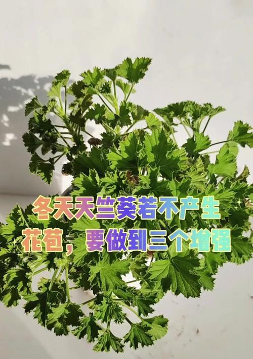天竺葵怕霜冻吗怎么养？如何进行冬季管理？