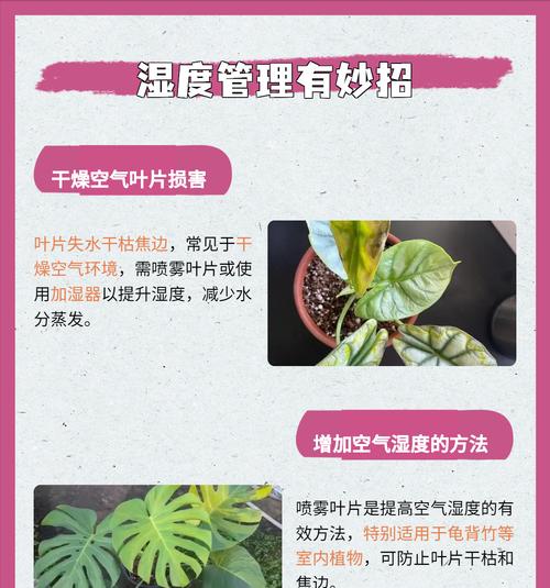 龟背竹分盆后叶子黄了怎么处理？