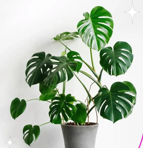 龟背竹分盆后叶子黄了怎么处理？