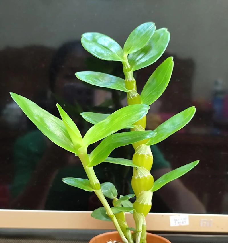 黄龙兰科植物有哪些品种？如何识别不同品种？