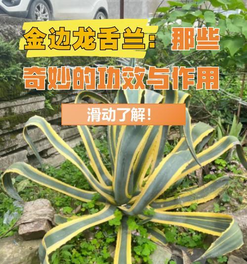 黄龙兰科植物有哪些品种？如何识别不同品种？