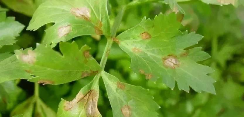 芹菜叶子发黄怎么办？有效处理方法是什么？