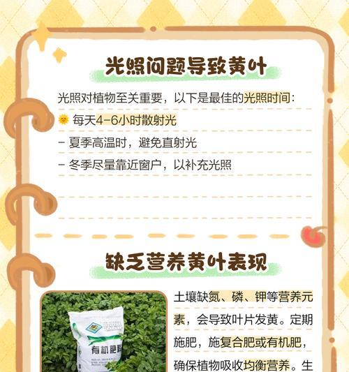 芹菜叶子发黄怎么办？有效处理方法是什么？