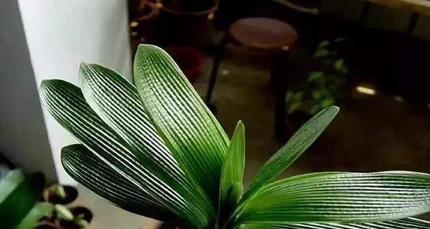 黄花君子兰大苗的养护技巧有哪些？如何促进其健康成长？