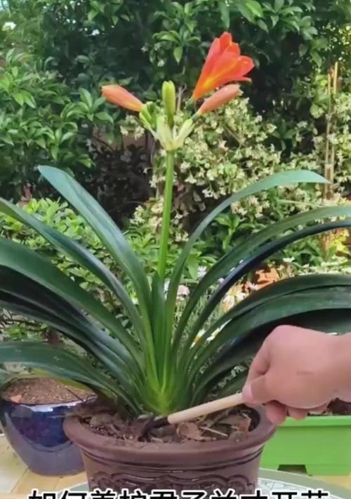 黄花君子兰大苗的养护技巧有哪些？如何促进其健康成长？