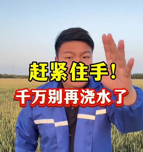 小麦最佳浇水方法是什么？如何节水高效？