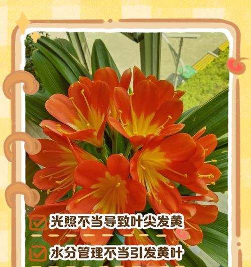 君子兰叶尖枯焦的解决方法是什么？
