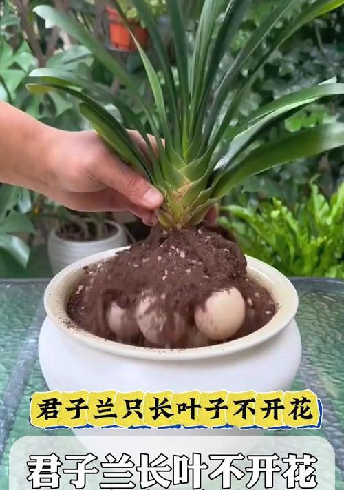 君子兰叶尖枯焦的解决方法是什么？